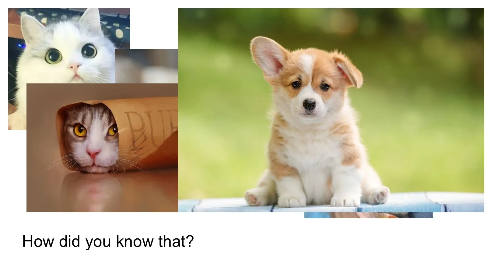 Slide with photos of cats and a puppy, asking, “How did you know that?”