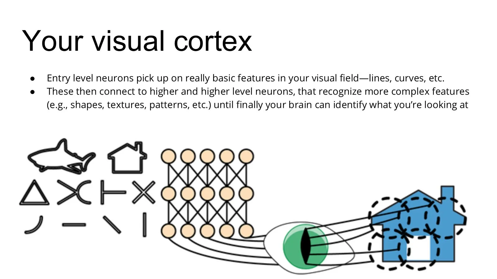 Diagram of the visual cortex: simple features such as lines and curves combine into shapes and, finally, a recognized object.
